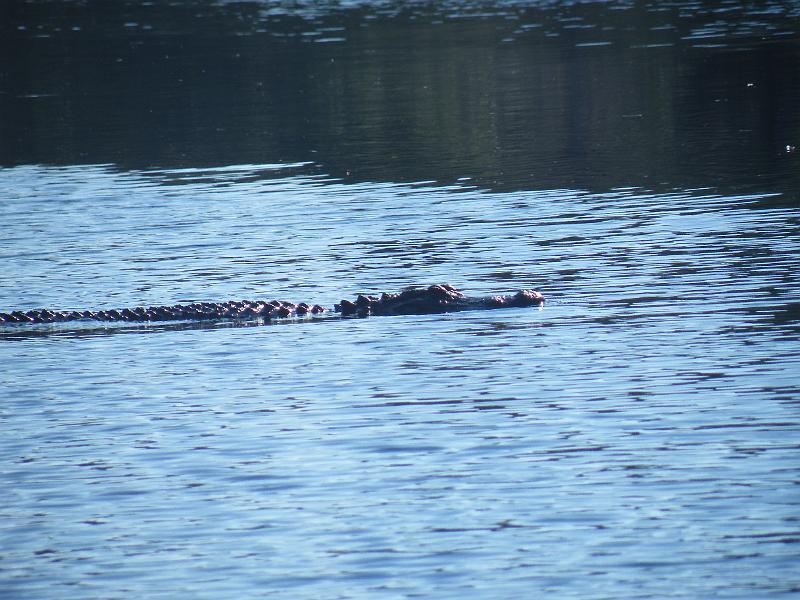 46-alligator.JPG