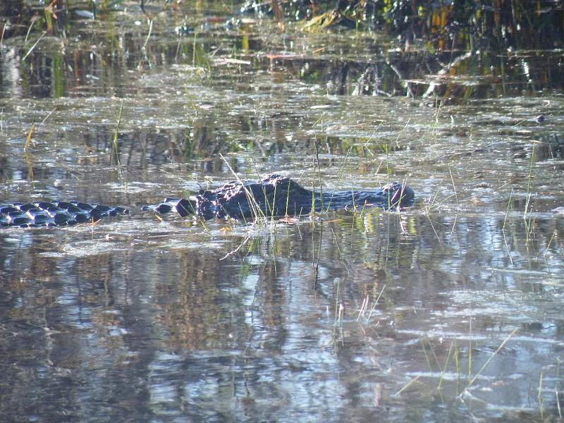 45-alligator.JPG - An alligator from the Tour Boat.