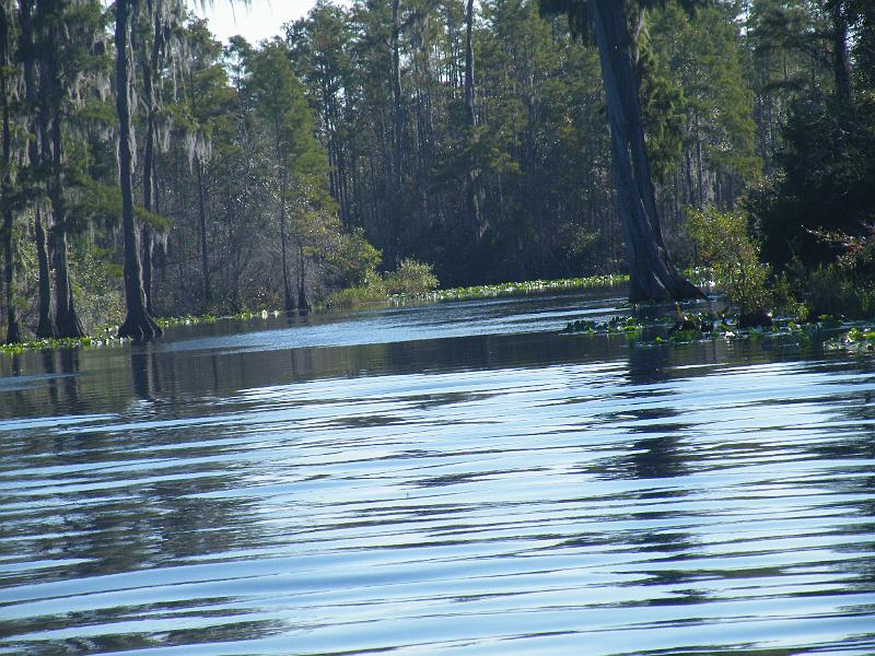 48-swamp.JPG - Cypress trees in the lake.