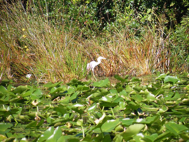 54-heron.JPG - An immature blue heron hunts for food.