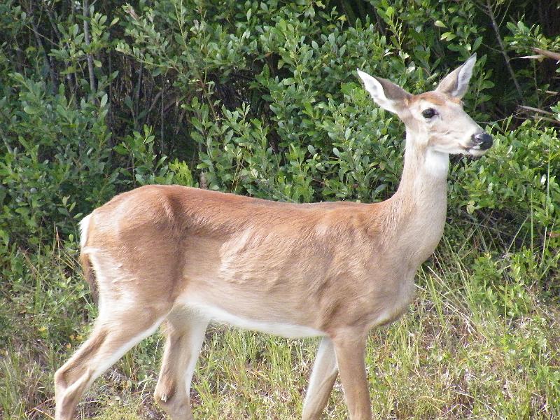 74-Deer.JPG - Deer were plentiful and not very shy.  They wandered through the campsites at will.