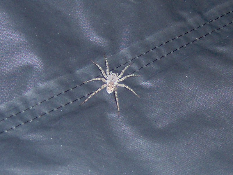 spider in tent
